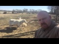 The Rod of Love - #lessonsfromsheep - Ray Carman