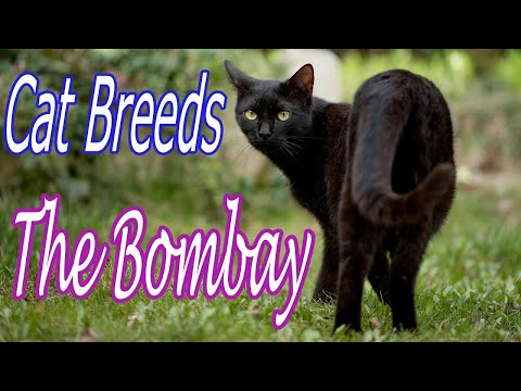 CAT BREEDS (The Bombay) Identify Top 10 Longest Living Cats & Kittens info