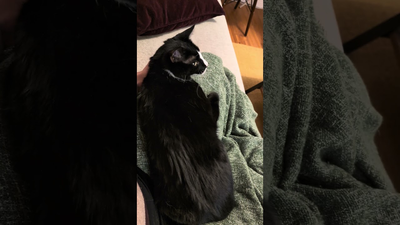 Enlarge Picasso, an adoptable Domestic Short Hair in New York, NY video 2/5