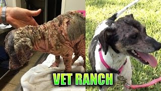 Severely Neglected Dog Makes Complete Transformation