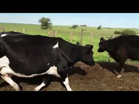 Lote 15 Vacas de Invernada 1HE,  2HExHO,  2HExNO,  2HExAA,  8HO 483kg -  en Puntas del Rosario