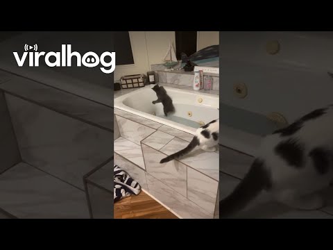 Curious Cat Falls Into Bathtub || ViralHog