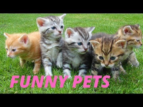 Funny Pets - 2022 !Funny Dogs and cat! Funniest Pets!