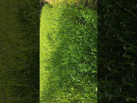 welcome to my vlog like subscribe 👍 please 🥺 #ternding #like #shorts #podcast