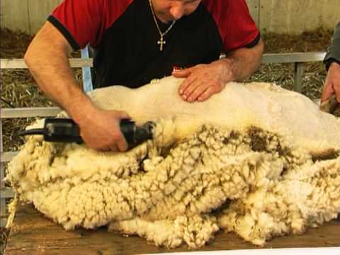 , title : 'Tondeuse pour moutons - HEINIGER - AGRODIRECT'