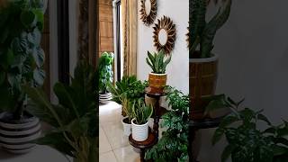 Super easy hack to give your house plants an instant fresh feel!! Video- cozzie__corner #homedecor