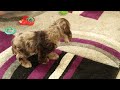 Cocker Spaniel dogs for sale: Harper - Video 1