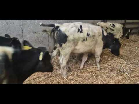 6 Belgian blue bull weanlings for sale - Image 2