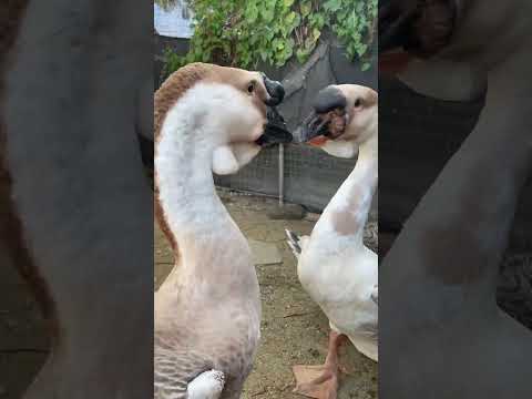 Swan Valentine Day swan || valentinesday love duck || Maimuna