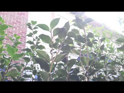 Pruning Camellia japonica in Fall