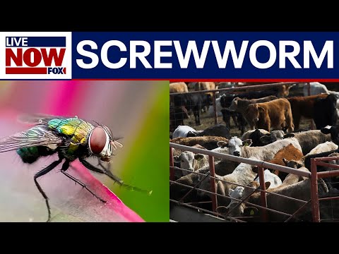 Video | Concern over infamous "screwworm" fly near Mexican border