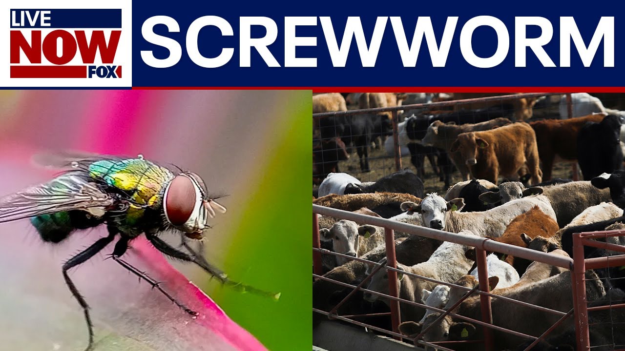 Concern over infamous "screwworm" fly near Mexican border