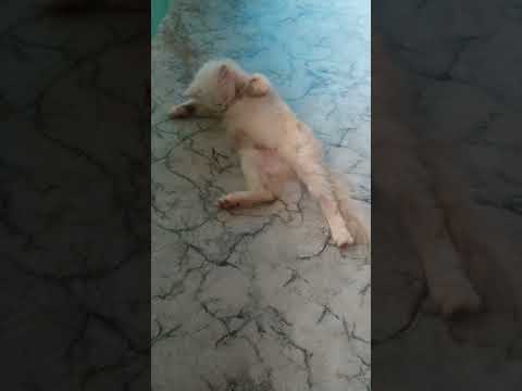 ayshu#youtube #cat #catfunny #catvideos #catlovers