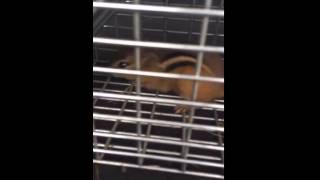 Alvin caught vandalizing the hood