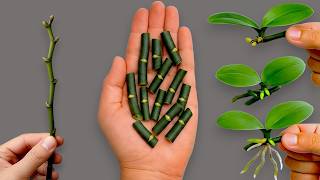 Know this secret! You can propagate any orchid from cuttings.