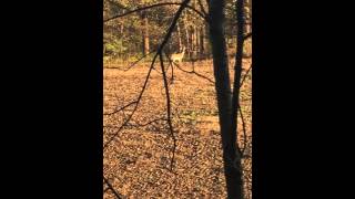 Whitetail Buck Destroying My Decoy