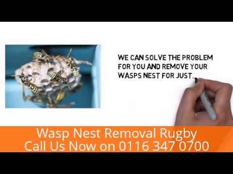 download lagu mp3 mp4 Wasp Nest Removal Rugby, download lagu Wasp Nest Removal Rugby gratis, unduh video klip Wasp Nest Removal Rugby