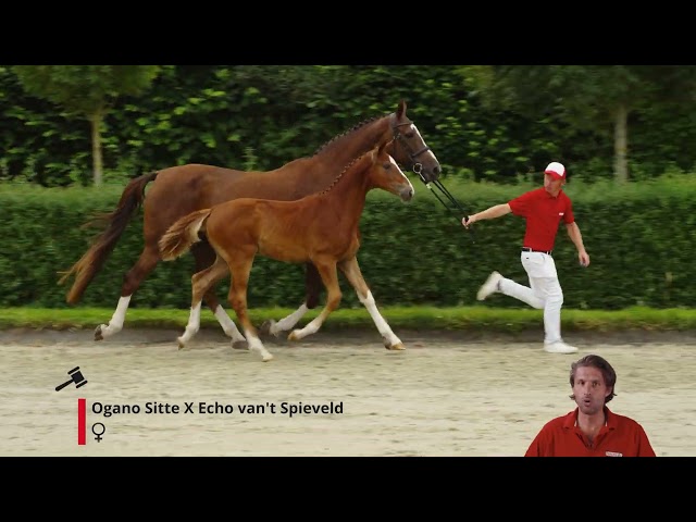 Ophelia ABN Z