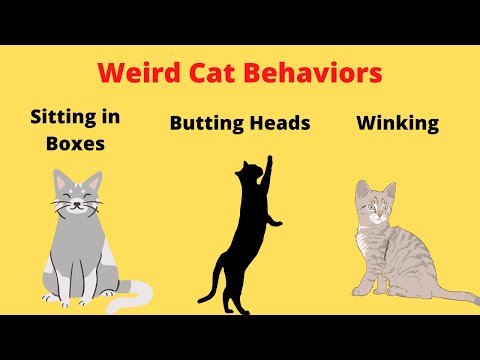Strangest Cat Behaviors | Odd Cat Behaviors Explained