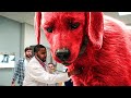 Waking Up With A Cute Giant Puppy Clifford The Big Red Dog Funniest Scene 4K