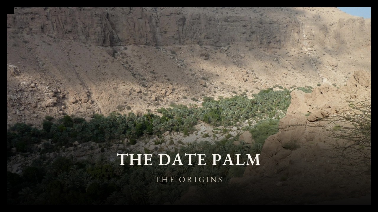 A frame from the film The Date Palm
