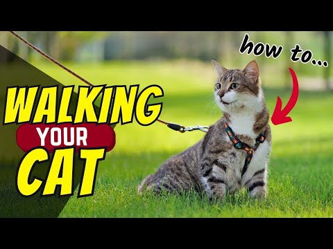 Walking Your Indoor Cat - How To Do It & What To Consider