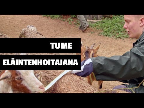 TUME OIKEISSA TÖISSÄ: Eläintenhoitaja