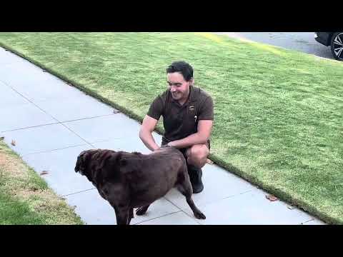 Fahim Fazli DAVID UPS DRIVER WITH BABA