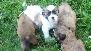 Shih Tzu Puppies