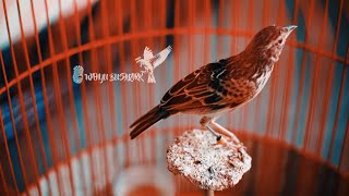Download lagu Ampuh!!! Audio pancingan branjangan parva jernih mp3 Download lagu Ampuh!!! Audio pancingan branjangan parva jernih mp3