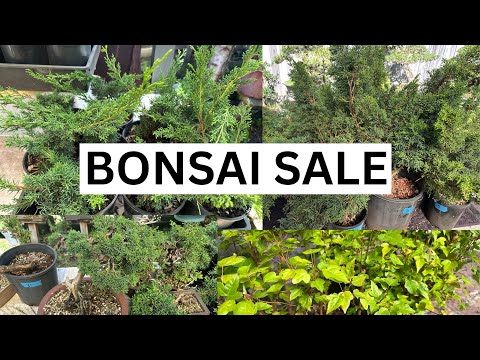 BONSAI SALE - Selling 57 trees for SALE - Online only - Melbourne Australia January 2026