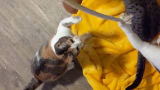 🥳 Celebrating the New Year with kittens needing homes!