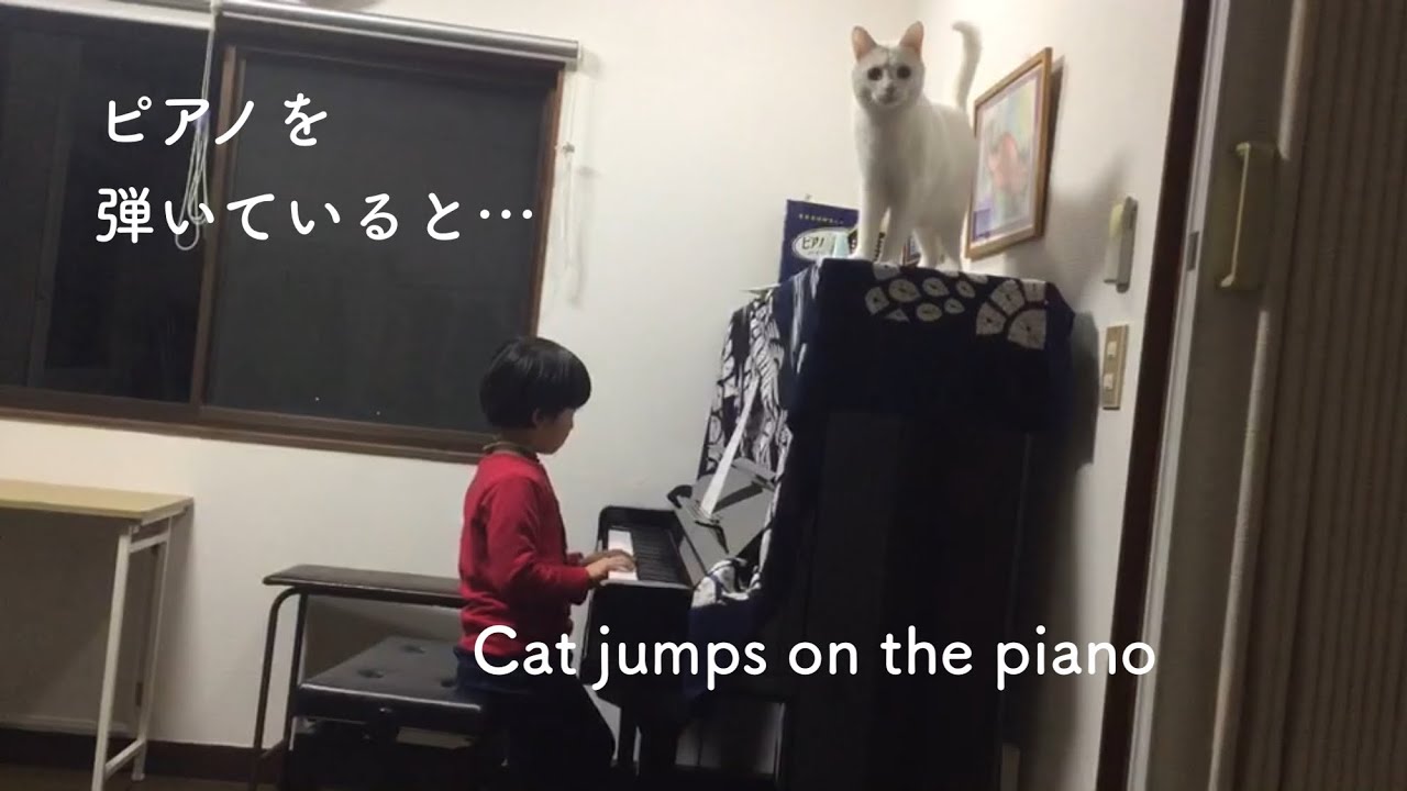 ピアノを弾いていると… Cat jumps on the piano