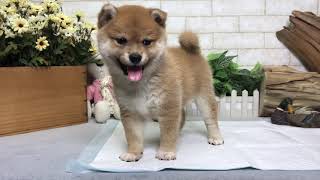 Video preview image #1 Shiba Inu Puppy For Sale in CHICAGO, IL, USA
