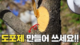 나무 살균, 병충해 예방 도포제 diy ㅣ 자르면 꼭 바르기 ㅣ 실바코, 톱신페스트