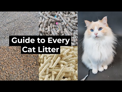 What Type of Cat Litter Should You Use? (Beginner's Guide) | The Cat Butler