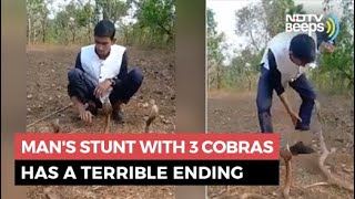 Man&#39;s Stunt With 3 Cobras Has A Terrible Ending