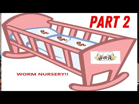 Worm cocoon nursery bin update.