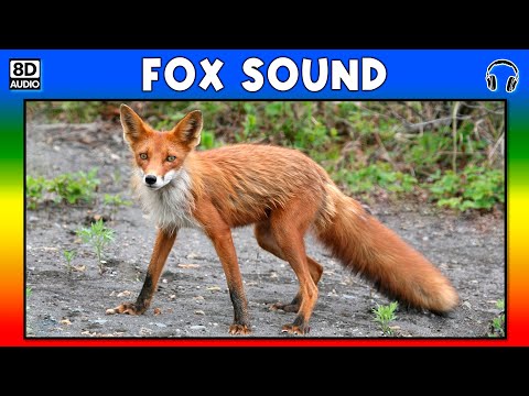 🐾 FOX SOUND - FOX SOUND EFFECT - SOUND OF FOX - NOISE OF FOX