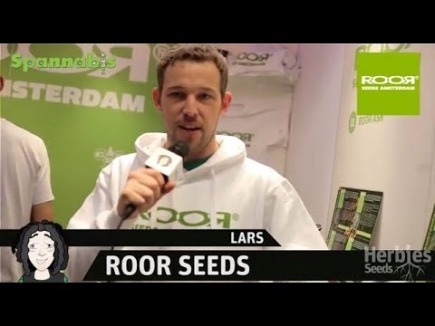 ROOR Seeds