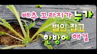 #김장배추 꼬라지 이건 아닌데 범인 잡고 한방에 해결,#벼룩벌레 이 약이 최고,#부리혹병#병충해,배추 뿌리혹…