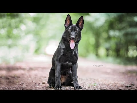 Aila Canido perfect - 5 months