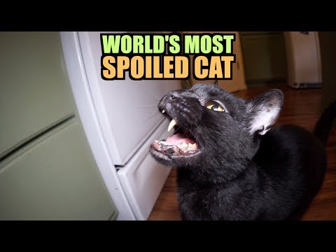 Talking Kitty Cat 64 - World's Most Spoiled Cat