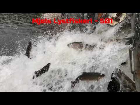 Mjøls Lystfiskeri – To læs friske regnbueørreder i SØ1 – Put and Take