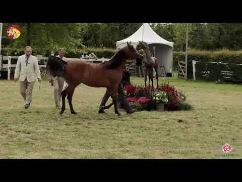 N 28 ranen bint alen   2020 ELRAN ARABIAN CUP   Fillies 2 years old Class 5