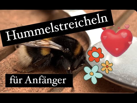 Wunderschöne Hummel gerettet & gestreichelt 🥰🐝
