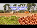 நிலக்கடலை சாகுபடி Nilakadalai Sagupadi In Tamil Kadalai Vivasayam Gr