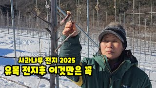 사과나무 전지 전정 가지치기 후 부란병 나무좀 피해  예방 도포제 처리 [사과재배]