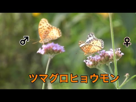 低木バラ 'スーベニール ドゥ ラ マルメゾン' 植物