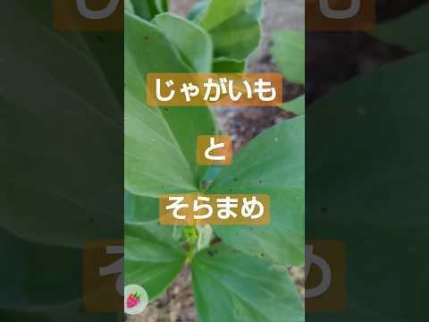 ジャガイモの隣に植えてはいけない植物は何ですか?最悪のコンパニオンプランツの完全なリスト  庭園